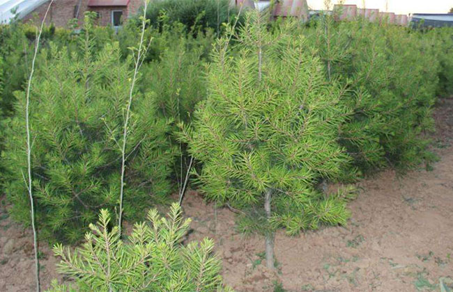 大規模國土綠化扮靚美麗中國 大規模國土綠化扮靚美麗中國