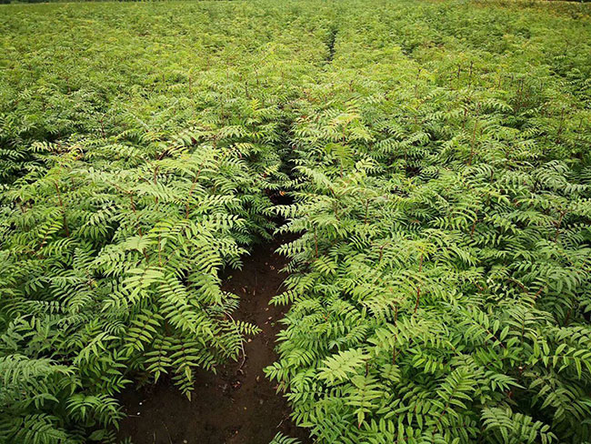 大規模國土綠化扮靚美麗中國 大規模國土綠化扮靚美麗中國