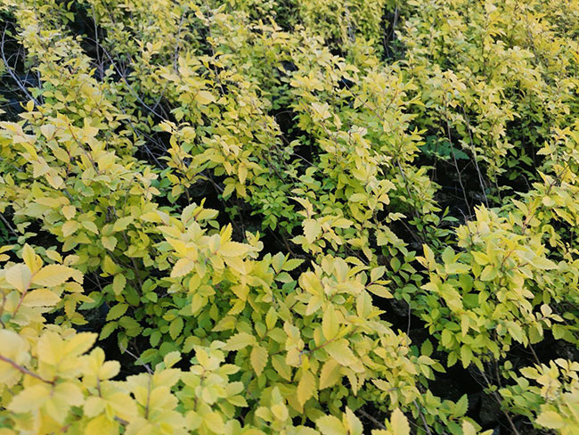 大規模國土綠化扮靚美麗中國 大規模國土綠化扮靚美麗中國