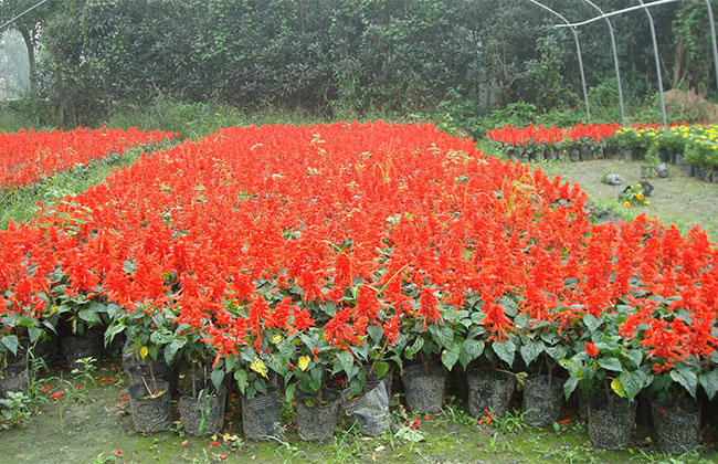 大規模國土綠化扮靚美麗中國 大規模國土綠化扮靚美麗中國