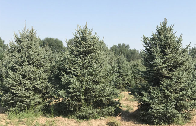 2021年度全國苗木供需分析報告 2021年度全國苗木供需分析報告